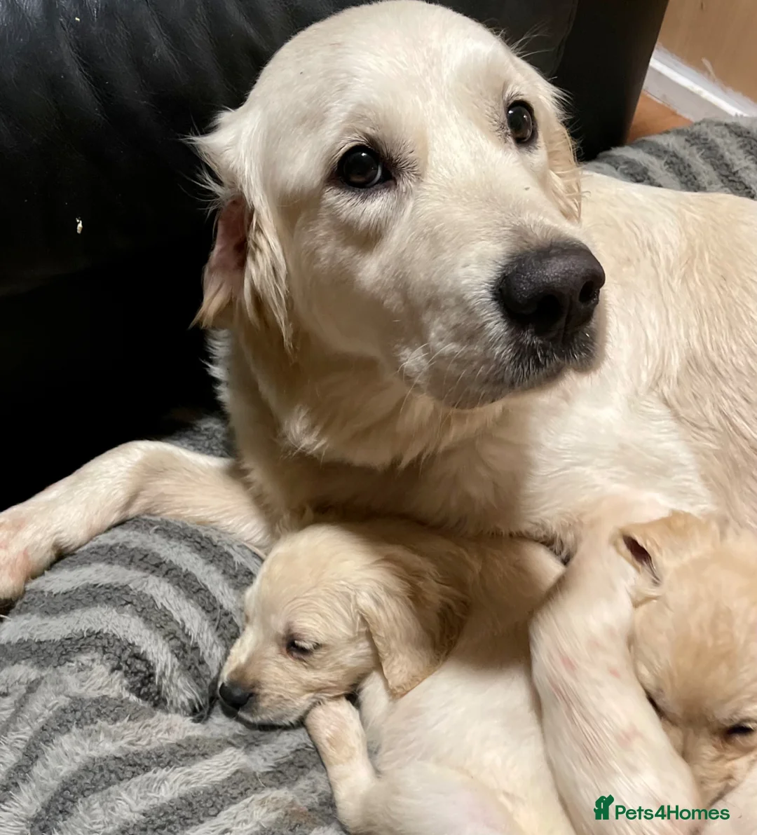 Golden Retriever dogs for sale: KC golden retriever puppies - Advert 1