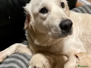 Golden Retriever dogs KC golden retriever puppies - Advert 2