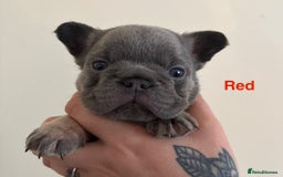 French Bulldog dogs for sale: 3 Female French bulldog puppies  - Image 19
