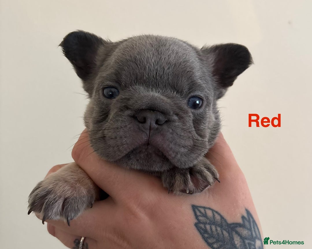 French Bulldog dogs for sale: 3 Female French bulldog puppies  - Image 19