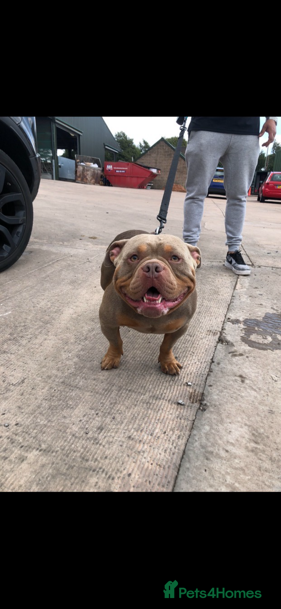 American Bully dogs for sale: POCKET BULLY PUPPYS  - Advert 5