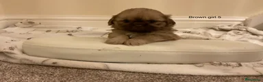 Shih Tzu 5