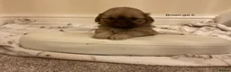 Shih Tzu dogs for sale: 5 beautiful Shih Tzu puppies in Sheffield - Advert 2