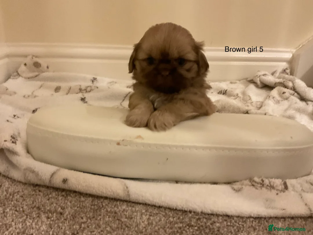 Shih Tzu dogs for sale: 5 beautiful Shih Tzu puppies in Sheffield - Advert 2