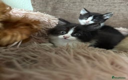 Mixed Breed cats for sale: Gorgeous long hair kitten 🧡🖤 - Advert 10