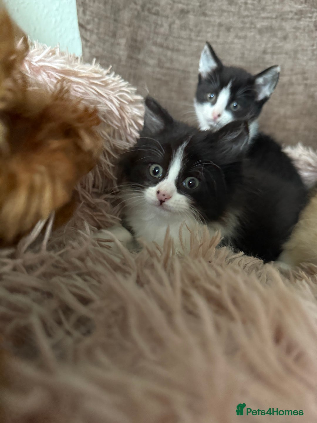Mixed Breed cats for sale: Gorgeous long hair kitten 🧡🖤 - Advert 10