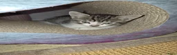 Mixed Breed cats for sale: Beautiful kittens,  ready now  - Advert 7