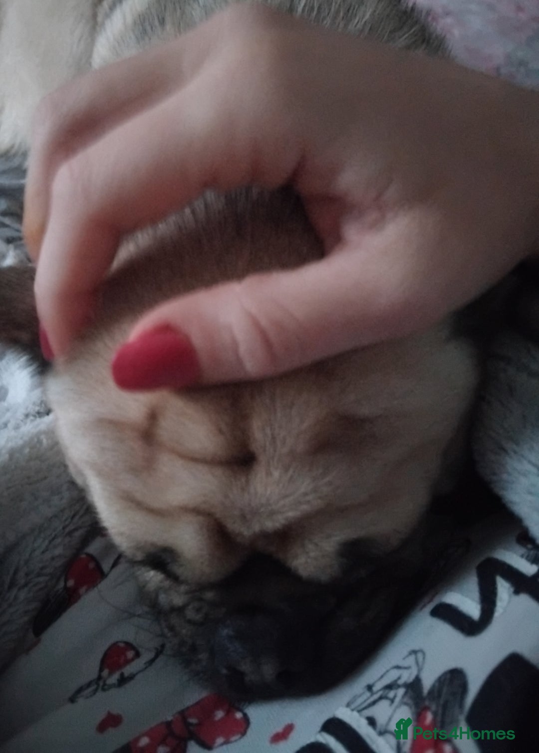 Chug dogs for sale: Pug cross - Advert 2