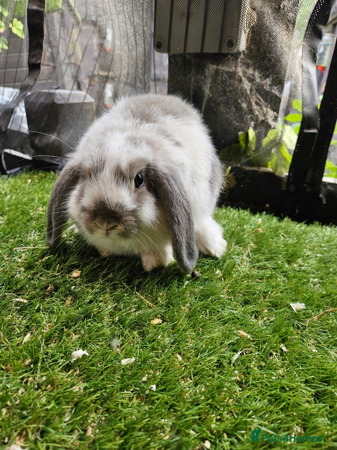 Mini Lion Lop rabbits for sale: Mini lion lop baby rabbits seal point chocolate in Durham - Image 5