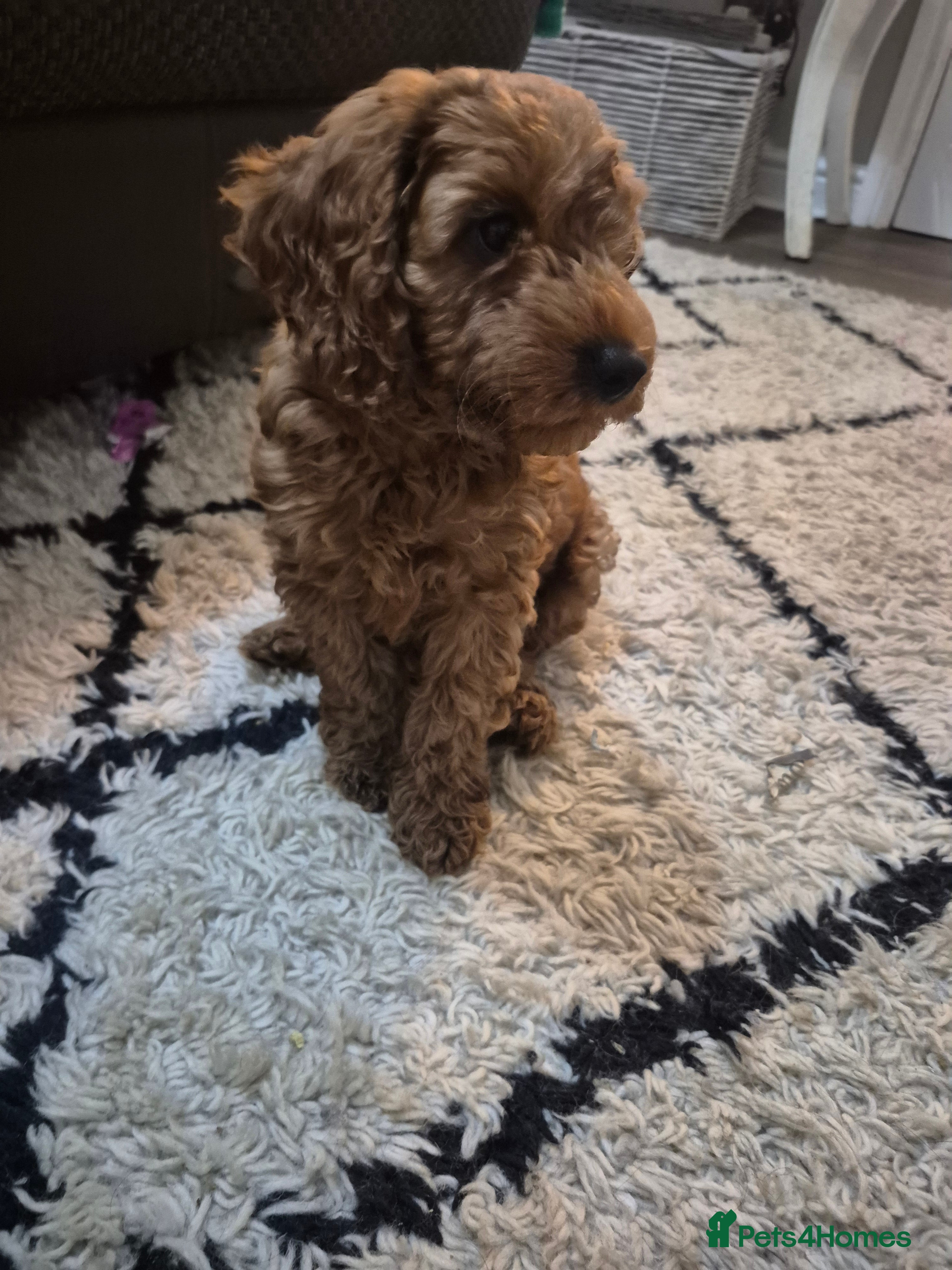 Cockapoo dogs Adorable fox red f1 miniature cockapoo puppies - Advert 17