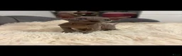 Sphynx cats for sale: Sphyx kittens  - Advert 6