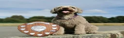 Spanish Water Dog dogs for sale: Spanish water dog  - Advert 23