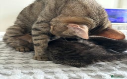 Maine Coon cats for sale: 🌟Adorable kittens now ready 4 forever home🌟 - Image 32