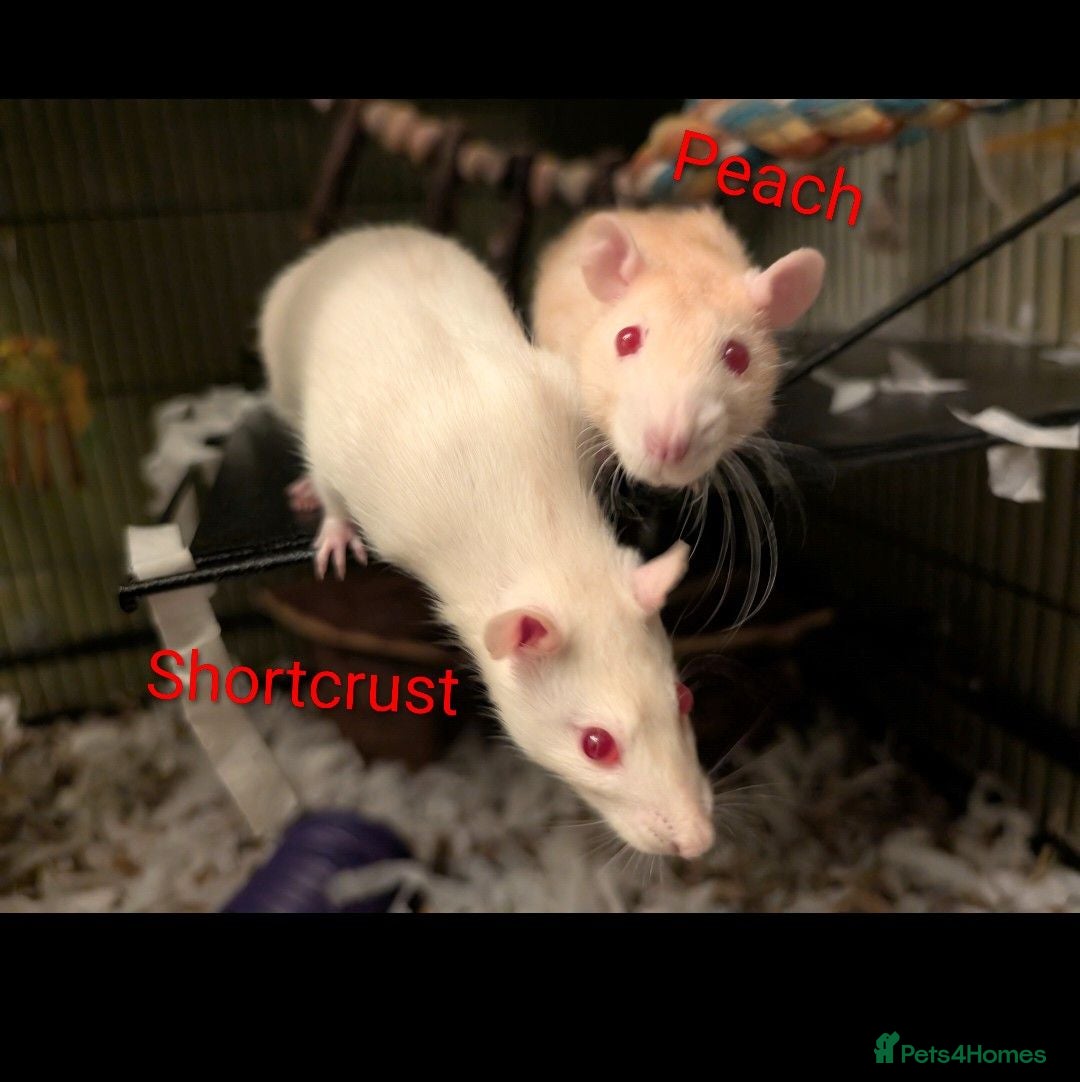 Rat rodents 6 Female Rats Looking For Loving Home - Advert 5