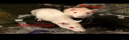 Rat rodents for sale: 6 Female Rats Looking For Loving Home in Workington - Advert 1