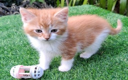 Mixed Breed cats for sale: Gorgeous Ginger Maine Coon x Kittens - Image 4