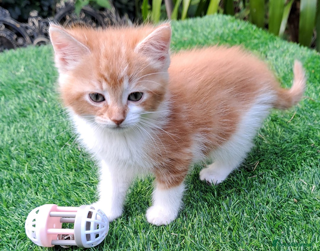 Mixed Breed cats for sale: Gorgeous Ginger Maine Coon x Kittens - Image 4