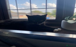 Mixed Breed cats for sale: Kitten  - Image 4
