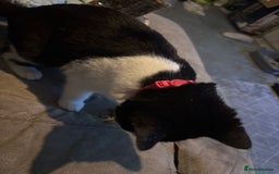 Mixed Breed cats for sale: Oreo and cookie - Image 1