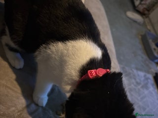 Mixed Breed cats for sale - Advert 1