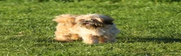 Shih Tzu dogs for sale: outstanding shih tzu boy  - Advert 4