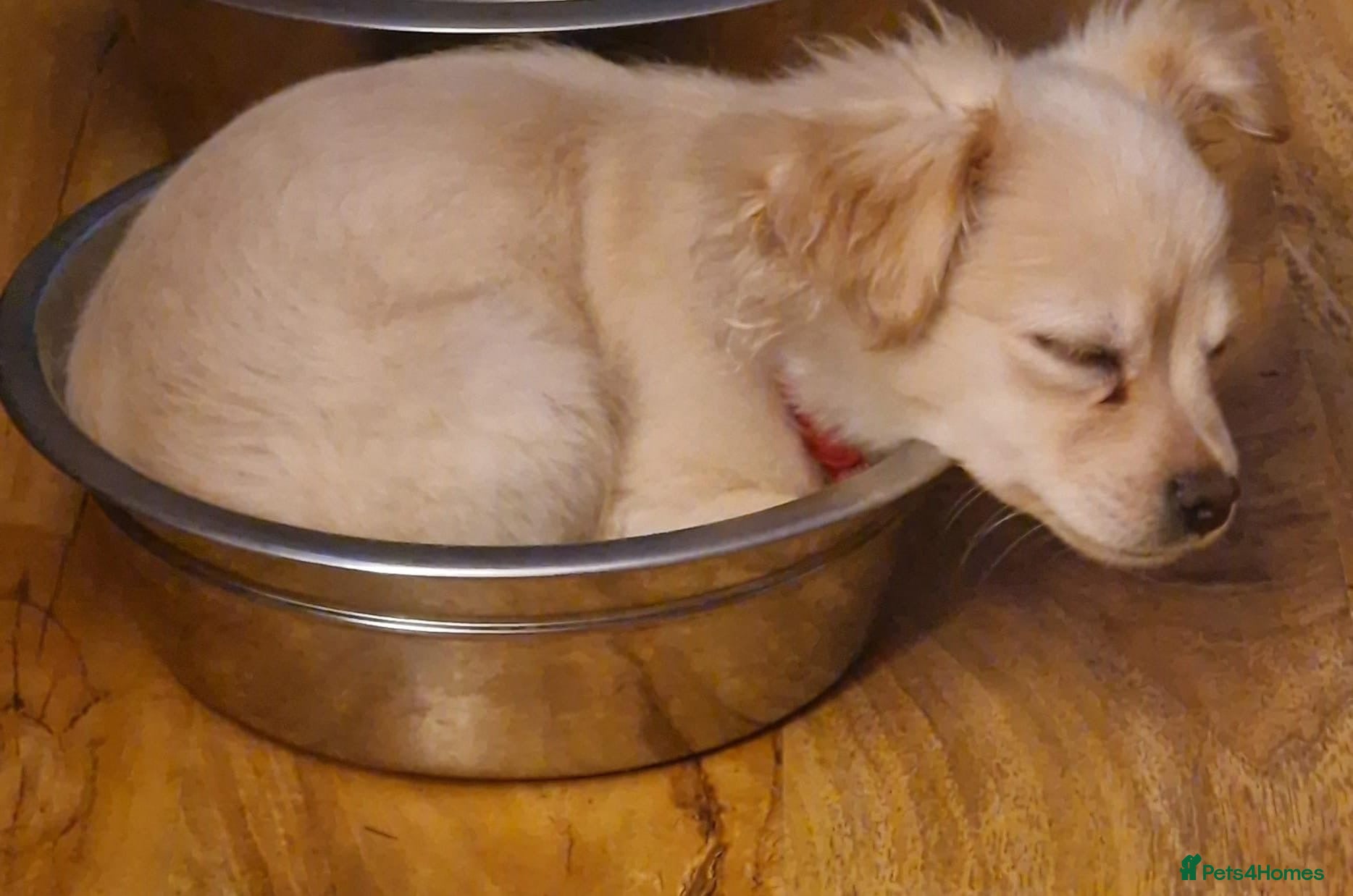 Mixed Breed dogs for sale: Pom x Shih Tzu pup - Advert 18
