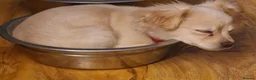 Mixed Breed dogs for sale: Pom x Shih Tzu pup - Advert 1