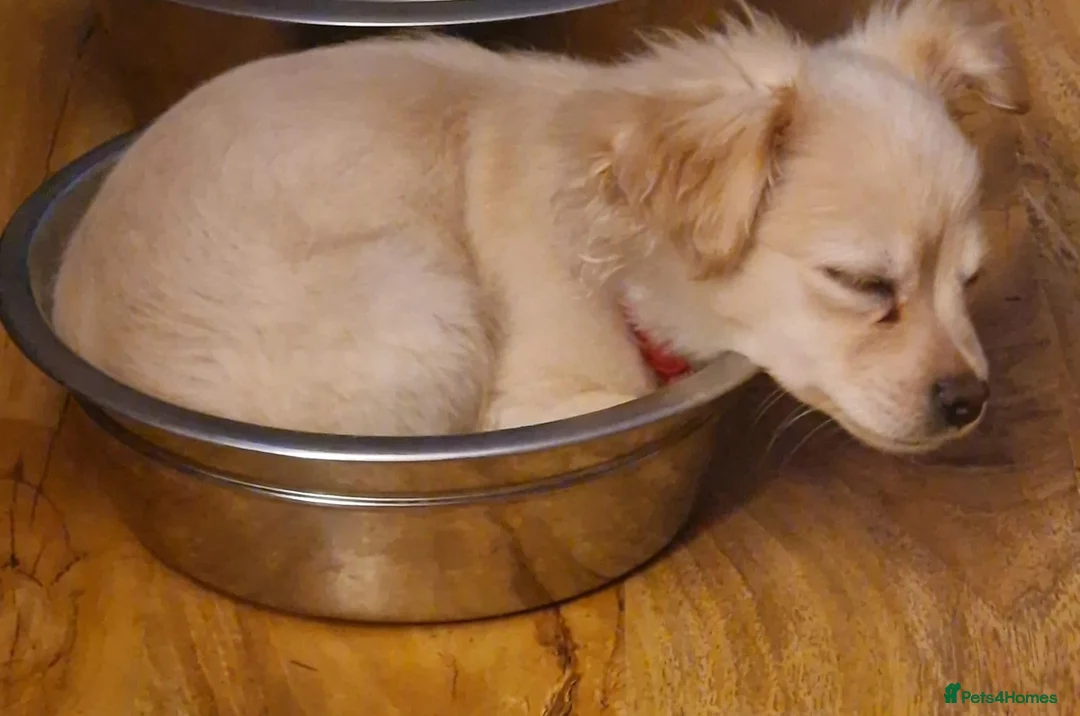 Mixed Breed dogs for sale: Pom x Shih Tzu pup - Advert 1