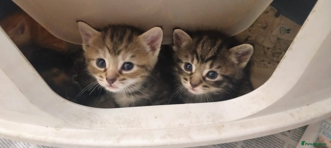 Ragdoll cats for sale: Beautiful Ragdoll x Kittens  - Advert 1