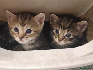 Ragdoll cats Beautiful Ragdoll x Kittens - Advert 1