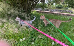 Ocicat cats for sale: Ocicat Kittens Available in Aberdeenshire in Alford - Image 2