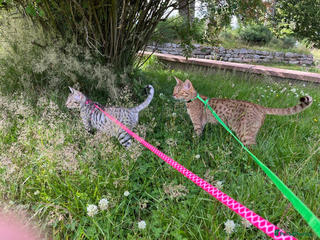 Ocicat cats for sale: Ocicat Kittens Available in Aberdeenshire in Alford - Image 2