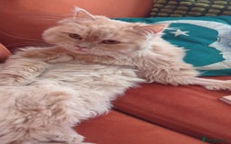 Persian cats for adoption: SIMBA TYPICAL PERSIAN BOY BEAUTIFUL MEDIUM ENERGY  - Image 16