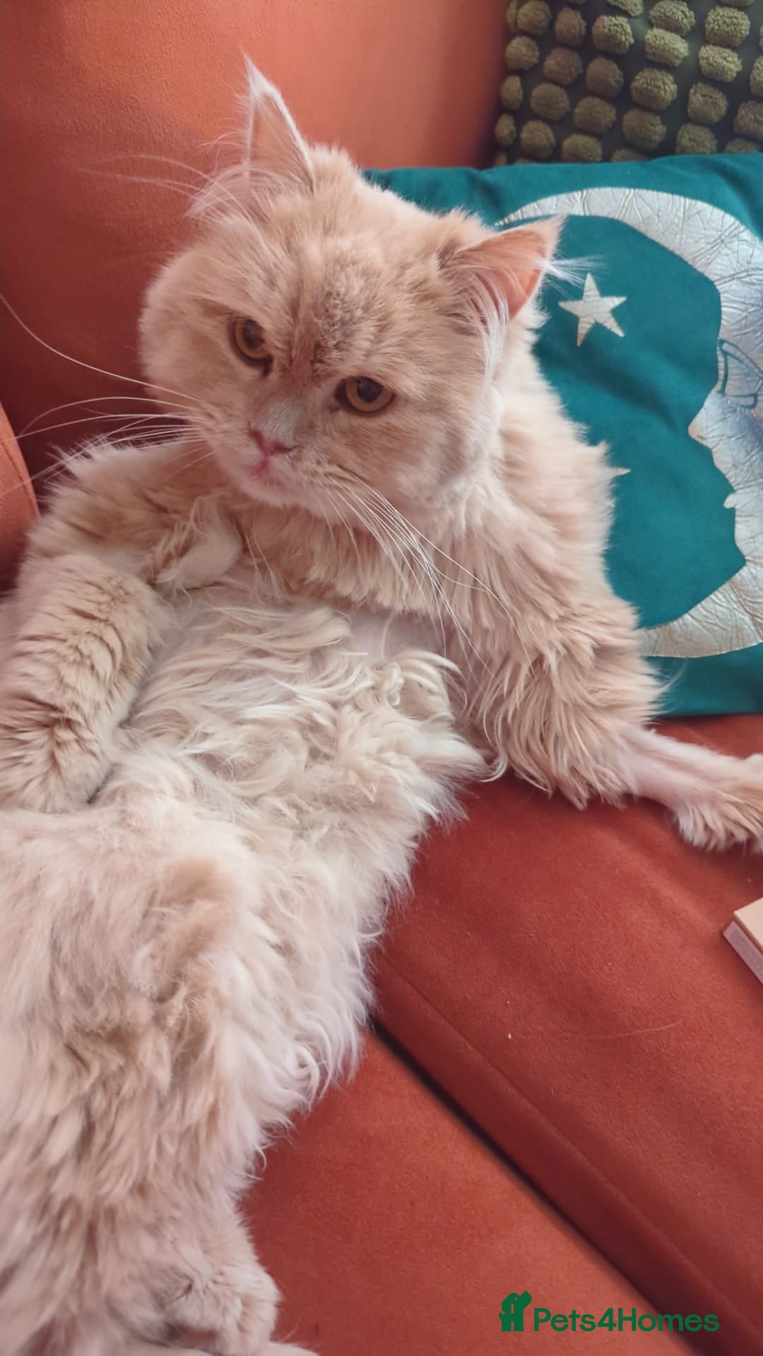 Persian cats for adoption: SIMBA TYPICAL PERSIAN BOY BEAUTIFUL MEDIUM ENERGY  - Image 16