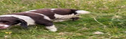 English Springer Spaniel dogs for sale: Beautiful springer spaniel  - Advert 4