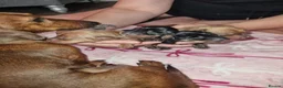 Miniature Dachshund dogs for sale: Beautiful Minature (kinachen) dachshund boys - Advert 5