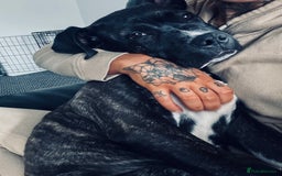 Cane Corso dogs for sale: 4.5 months old boy came corso  - Image 2