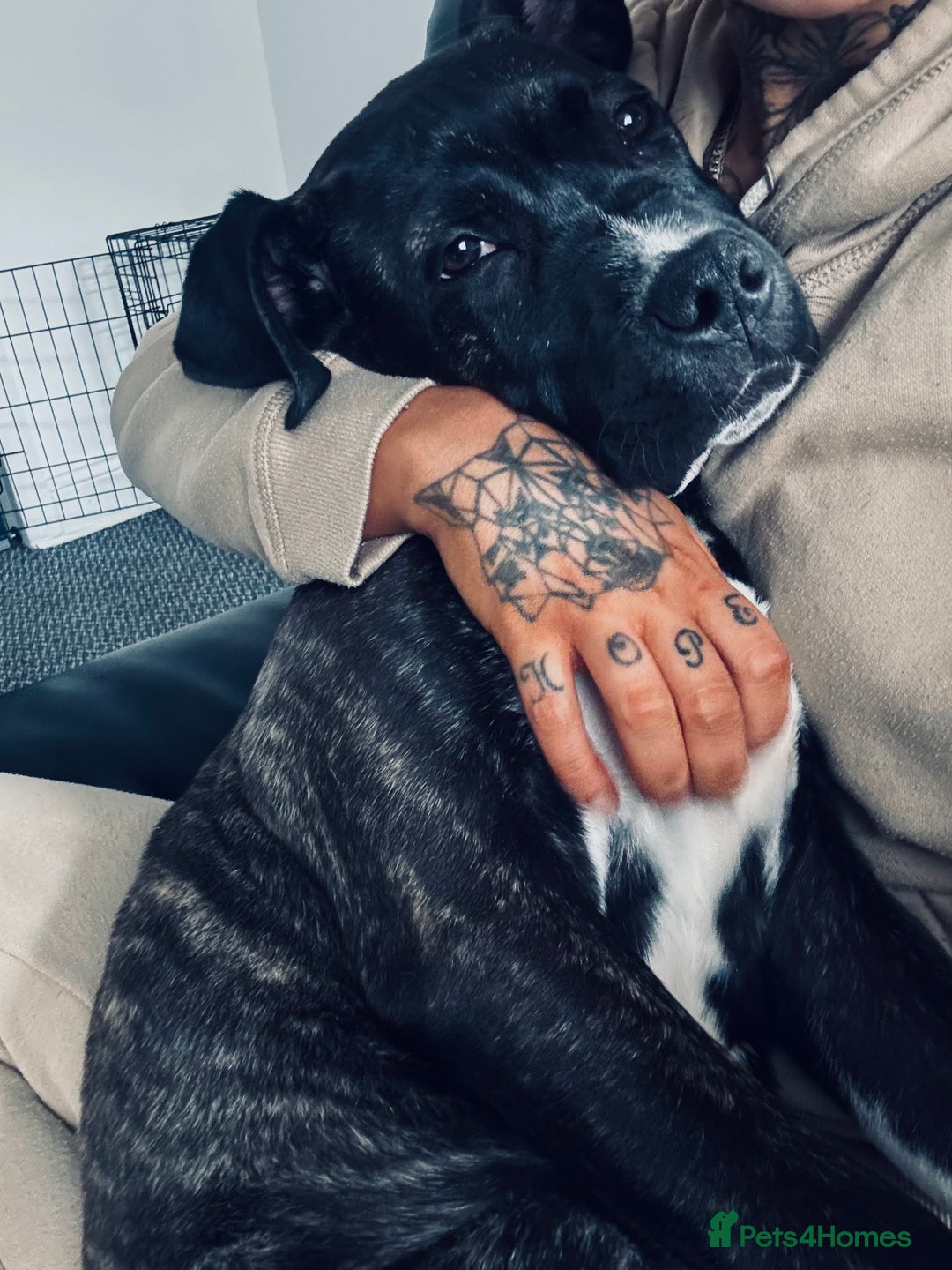 Cane Corso dogs for sale: 4.5 months old boy came corso  - Image 2