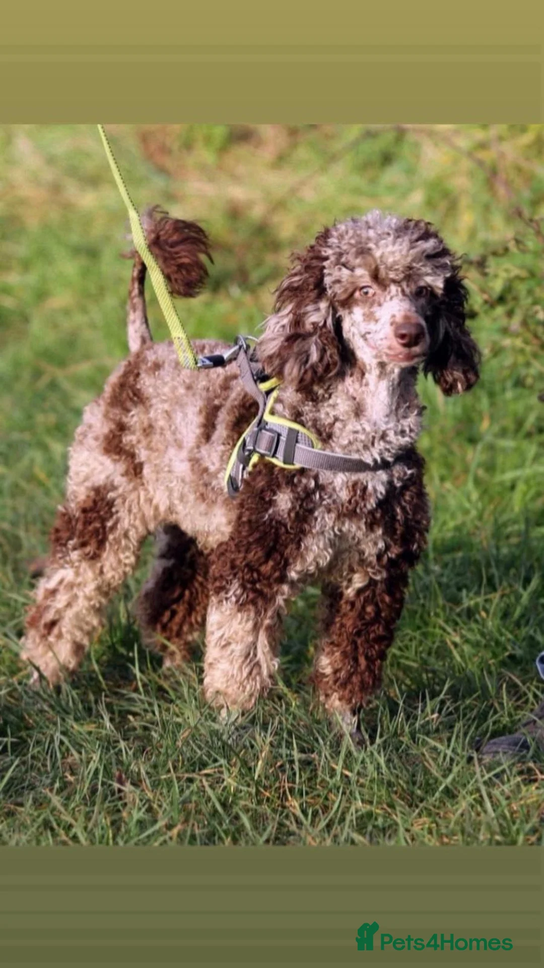 Cockapoo dogs for sale: 1 Stunning Chocolate Cockapoo remaining - Advert 12