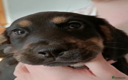 Mixed Breed dogs for sale: Puppies - Image 12