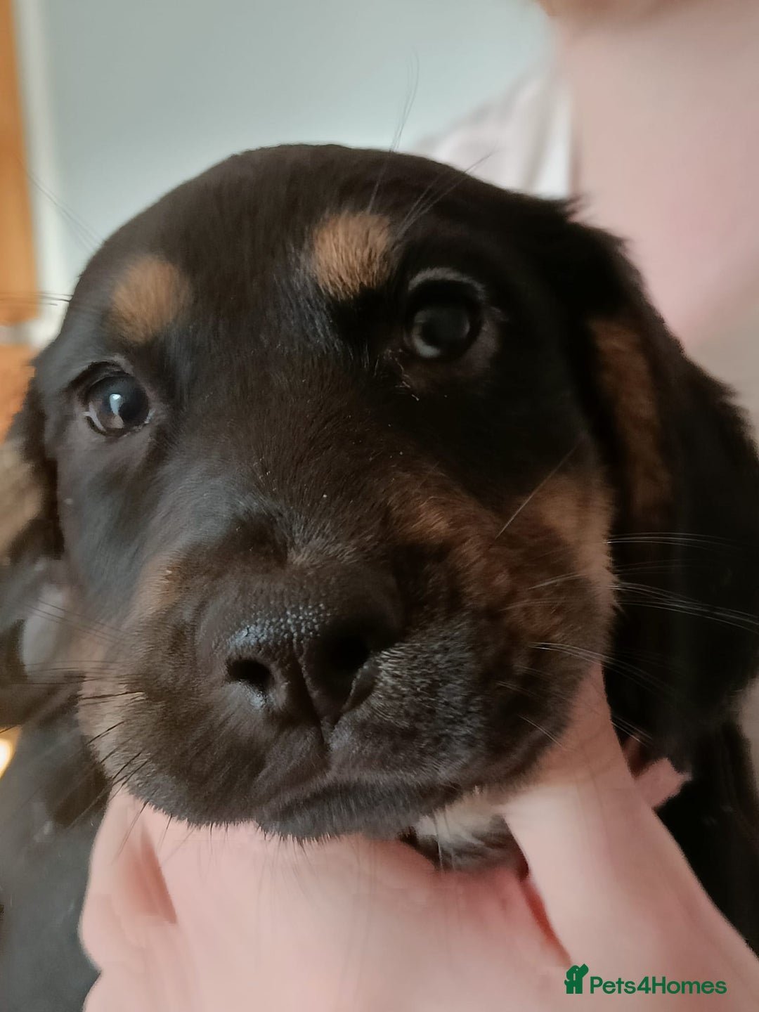 Mixed Breed dogs for sale: Puppies - Image 12