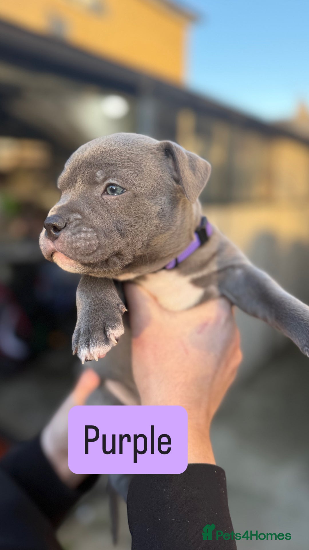 Staffordshire Bull Terrier dogs for sale: Stunning Blue Staffordshire Bull Terrier puppies  - Advert 2