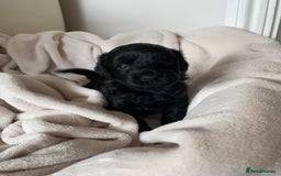 Cavapoo dogs for sale: Toy Cavapoo F1b puppy's for sale - Image 6