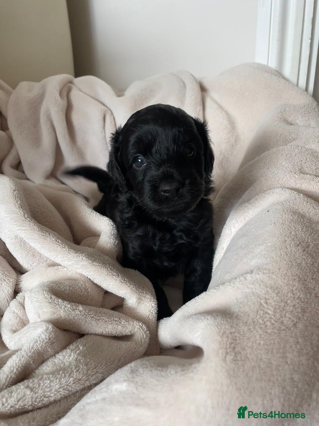 Cavapoo dogs for sale: Toy Cavapoo F1b puppy's for sale - Image 6