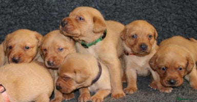 Labrador Retriever dogs - Advert 15