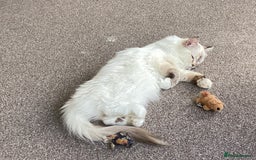 Ragdoll cats for sale: Beautiful GCCF Female Ragdoll - Image 8
