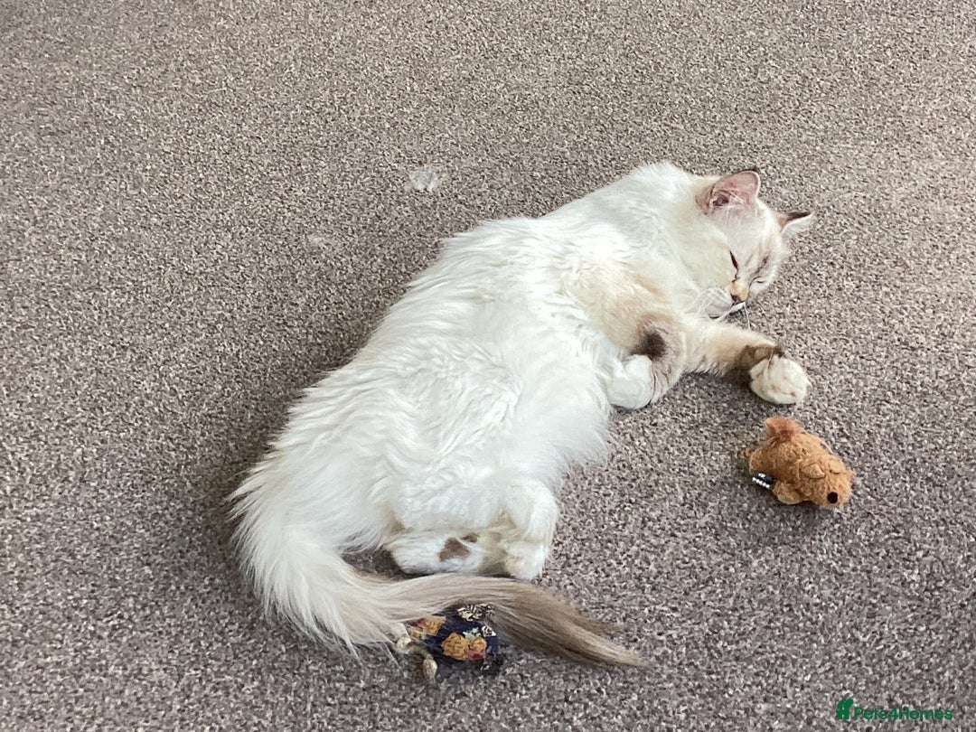 Ragdoll cats for sale: Beautiful GCCF Female Ragdoll - Image 8