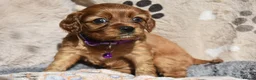 Cavalier King Charles Spaniel dogs for sale: Health Tested Parents-beautiful puppies - Advert 5