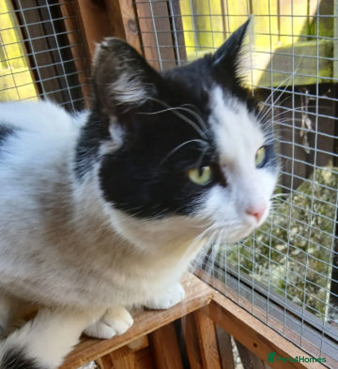 Mixed Breed cats for adoption: EDWIN - Advert 2