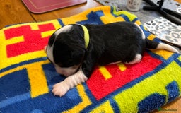 Cavalier King Charles Spaniel dogs for sale: Stunningly cute Cavalier King Charles Puppies  - Image 6